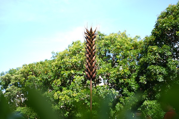 Custom Stainless Steel Wheat Sculpture – Modern Outdoor Agricultural Art for Parks & Plazas